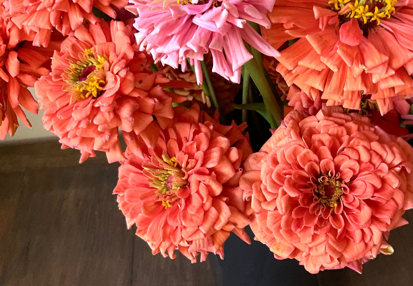 Zinnia 'Benary's Giant Salmon Rose' - (30x seeds)
