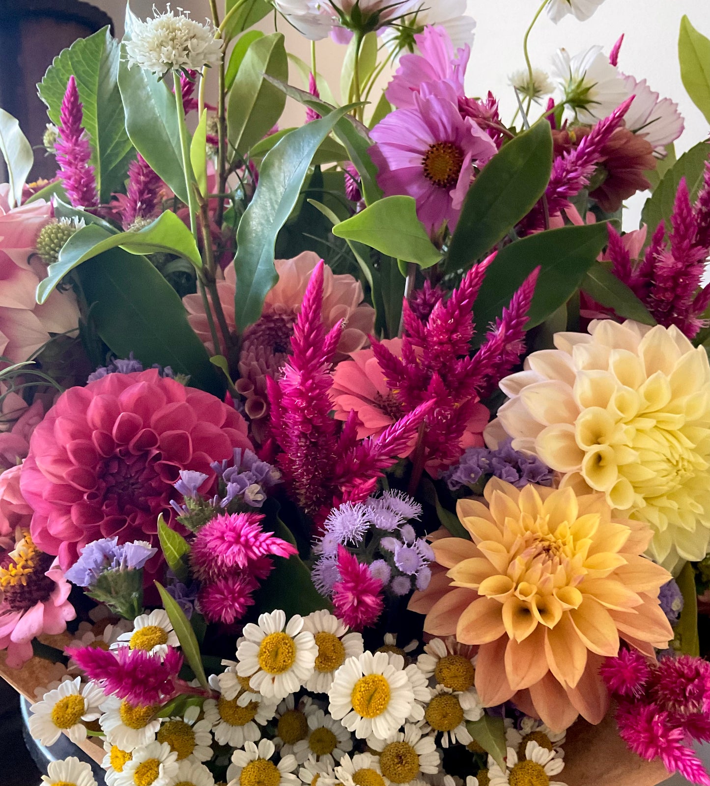 Celosia Mix - OMG Selection - (100x seeds)