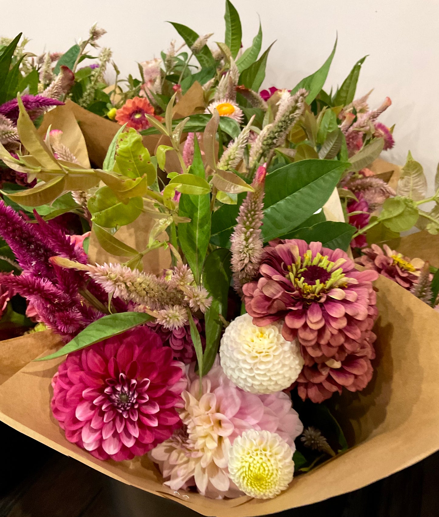 Celosia Mix - OMG Selection - (100x seeds)