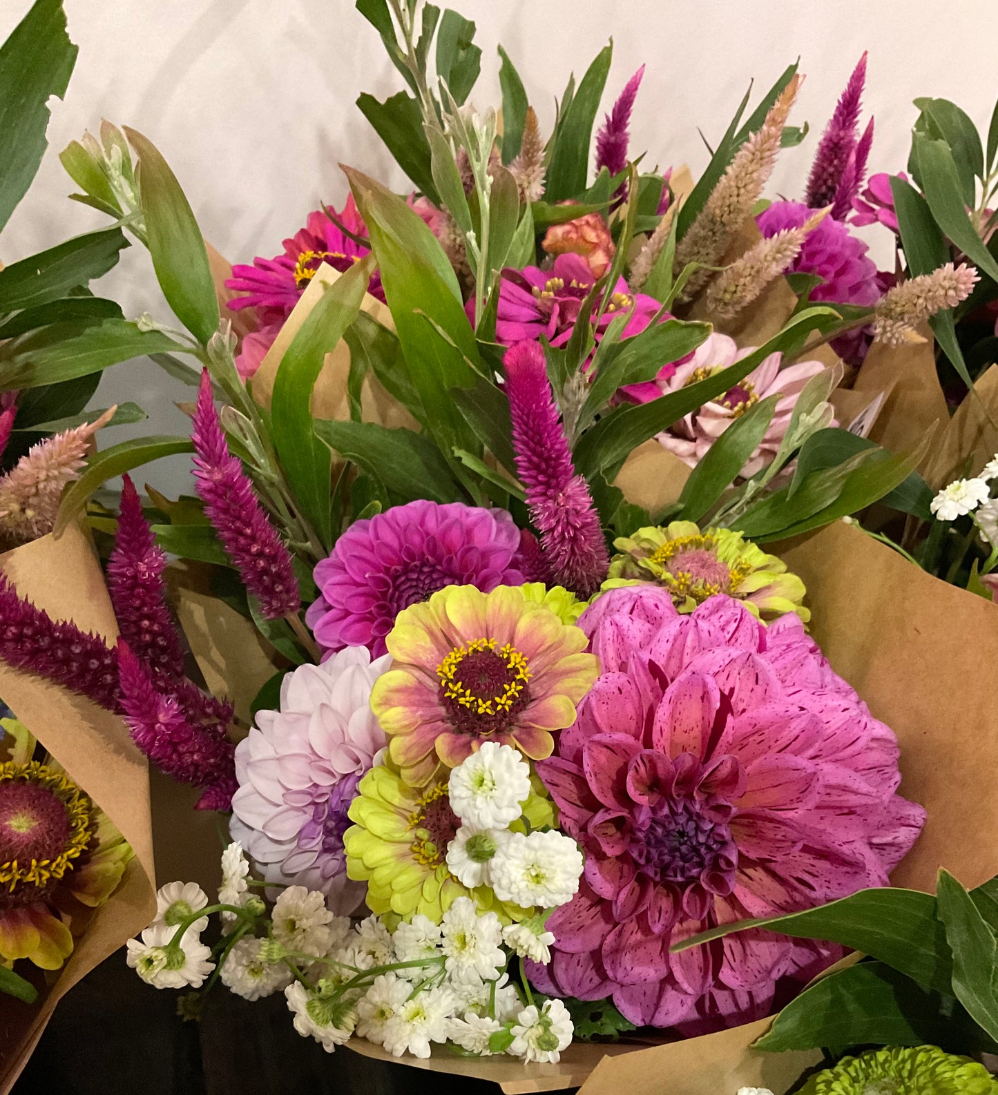 Celosia Mix - OMG Selection - (100x seeds)