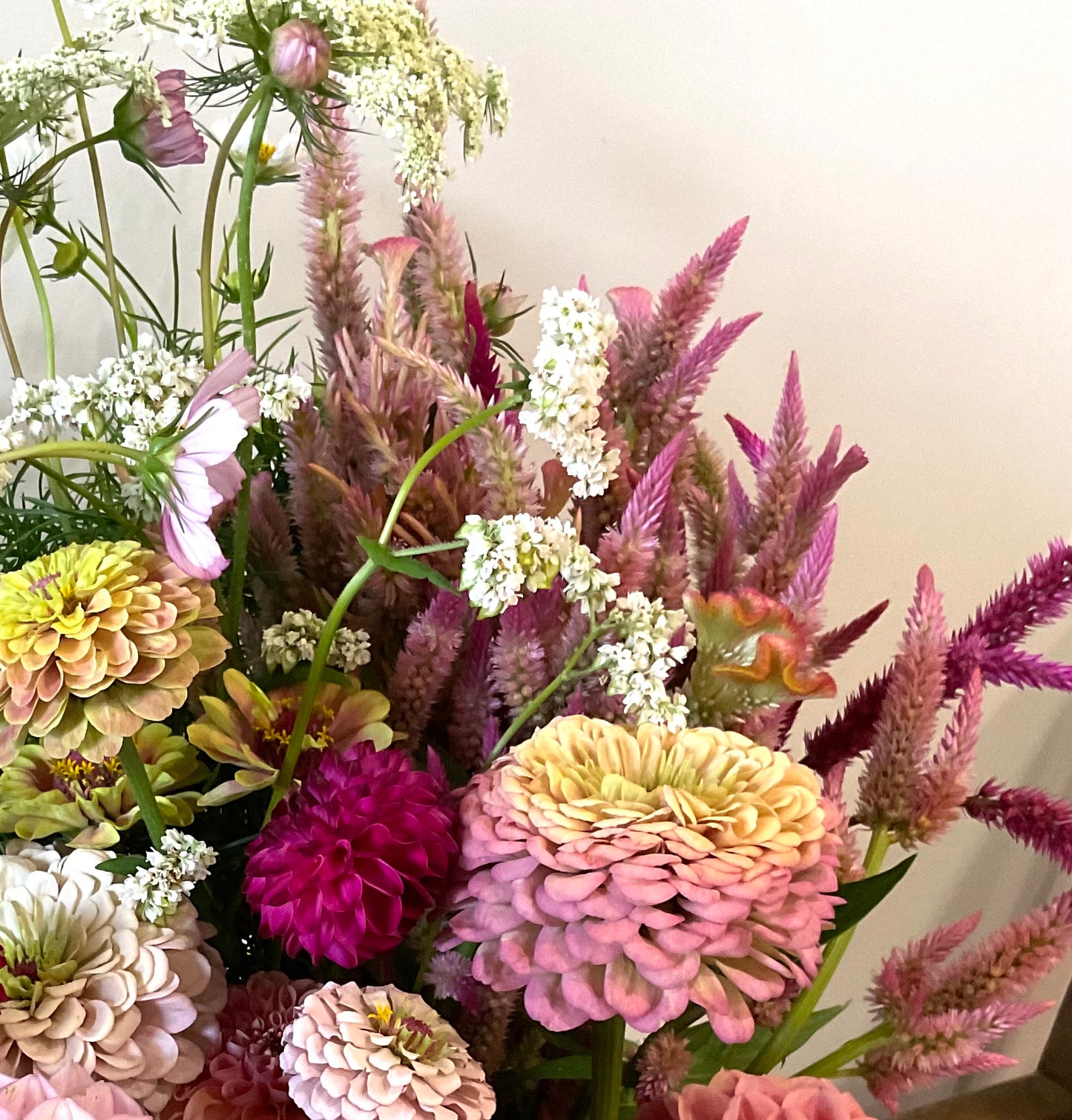 Celosia Mix - OMG Selection - (100x seeds)