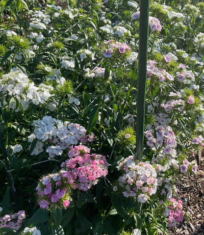 Tall William (Sweet William) - (150x Seeds)