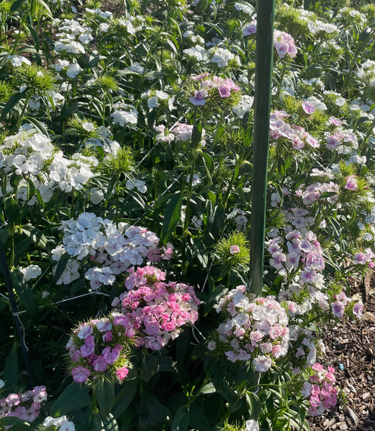 Tall William (Sweet William) - (150x Seeds)