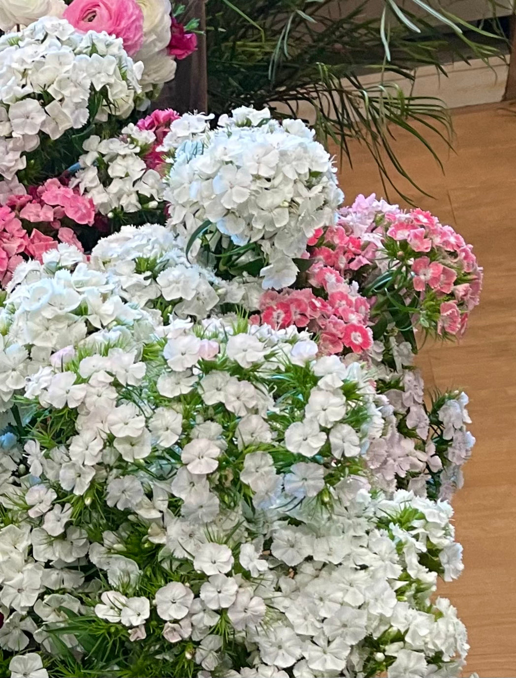 Tall William (Sweet William) - (150x Seeds)