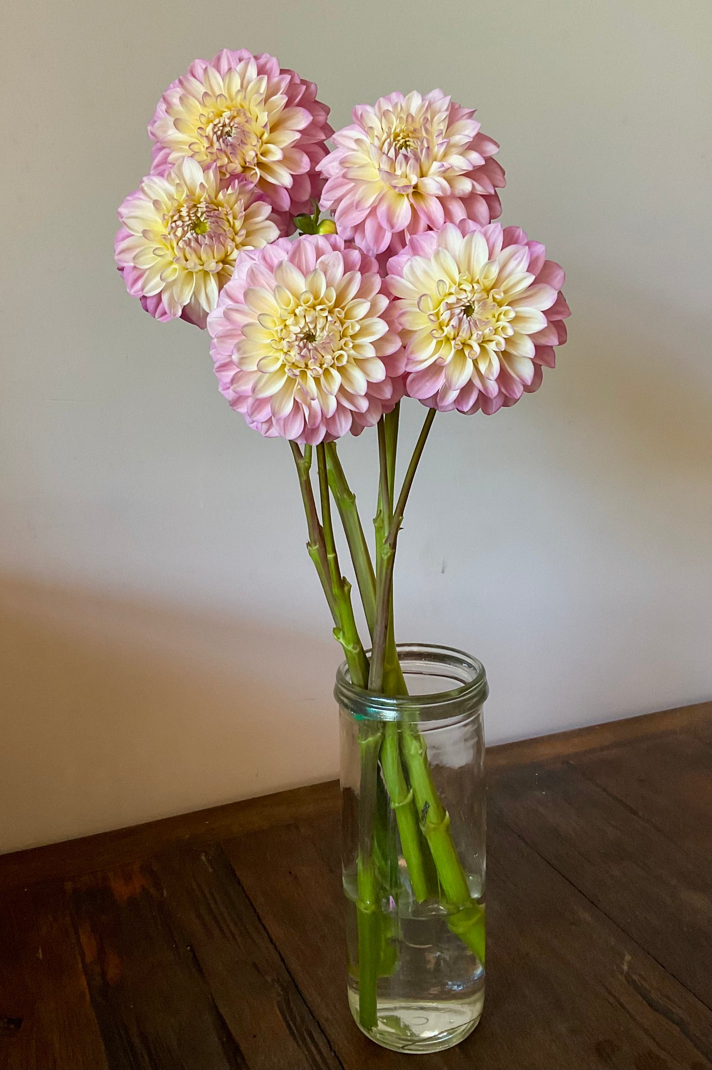 Dahlia Seeds - Florelie 'Pirouette' x Open Pollinated - (10x seeds)
