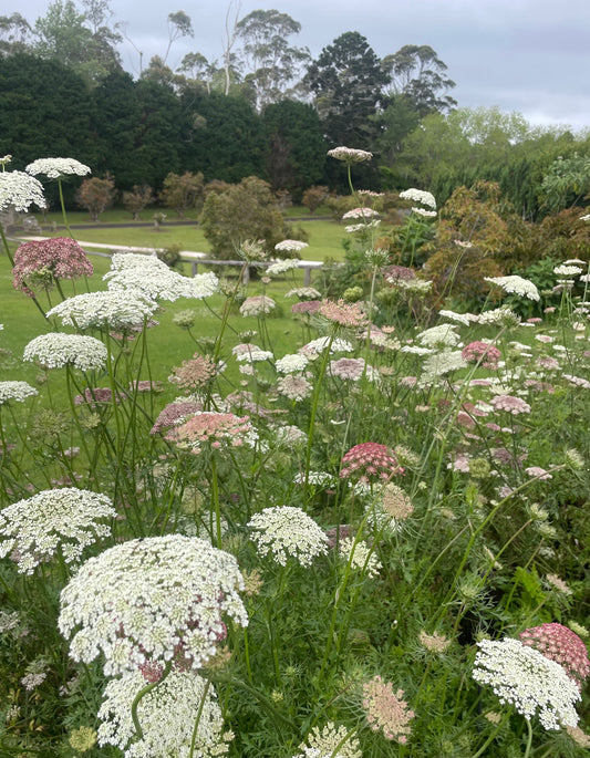 Chocolate Lace (Queen Anne’s Lace) - (150 seeds)