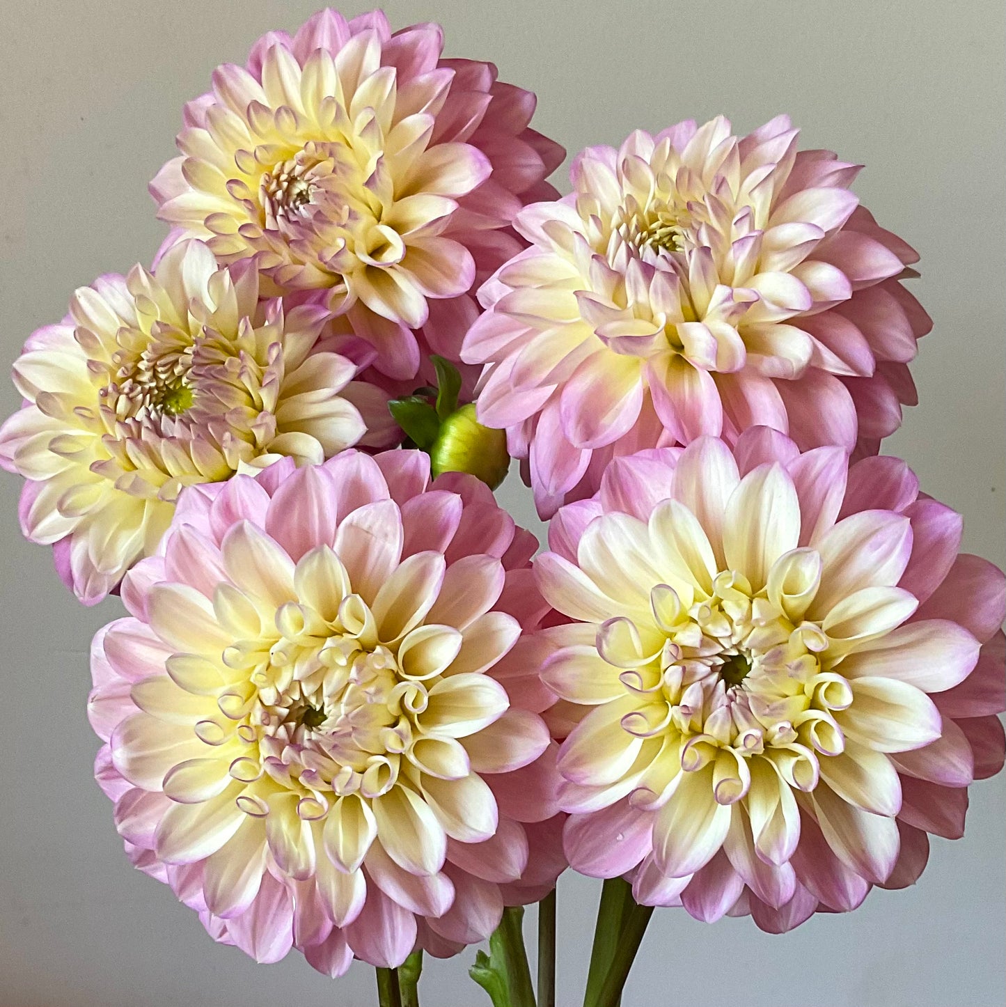 Dahlia Seeds - Florelie 'Pirouette' x Open Pollinated - (10x seeds)