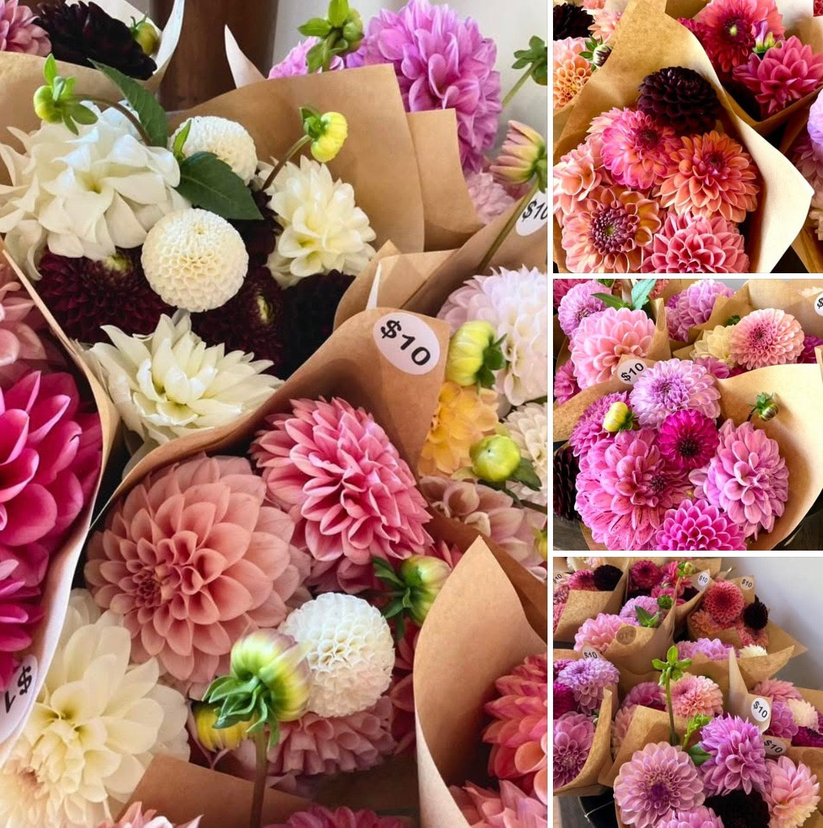 Dahlia Seeds - OMG Mystery Mix - (10x seeds)