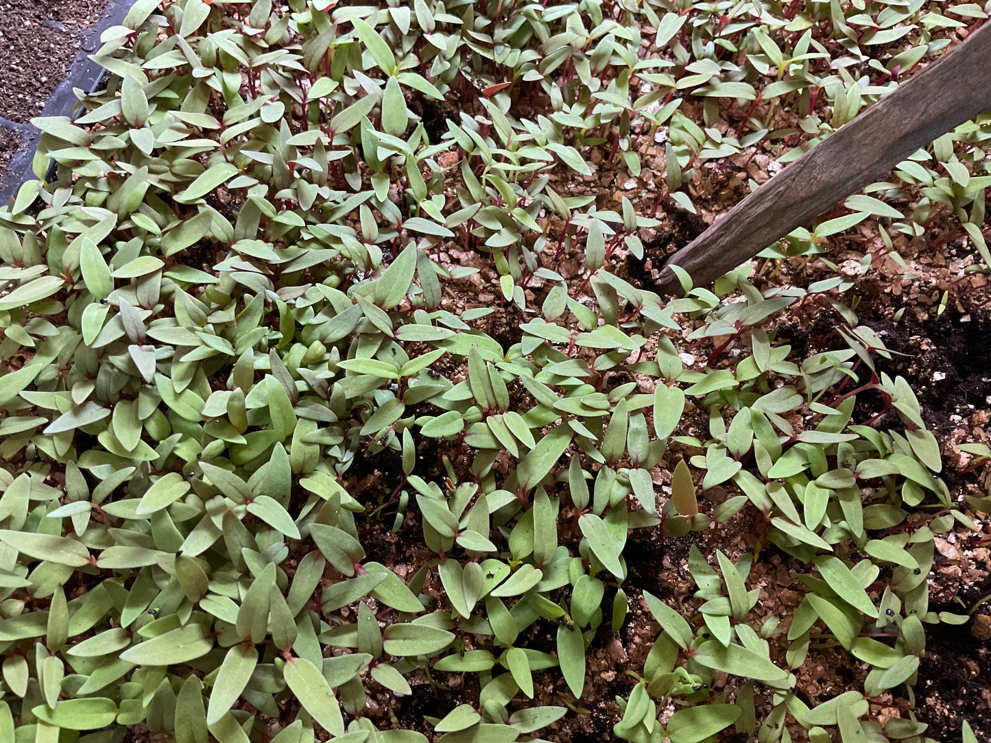 Celosia Mix - OMG Selection - (100x seeds)