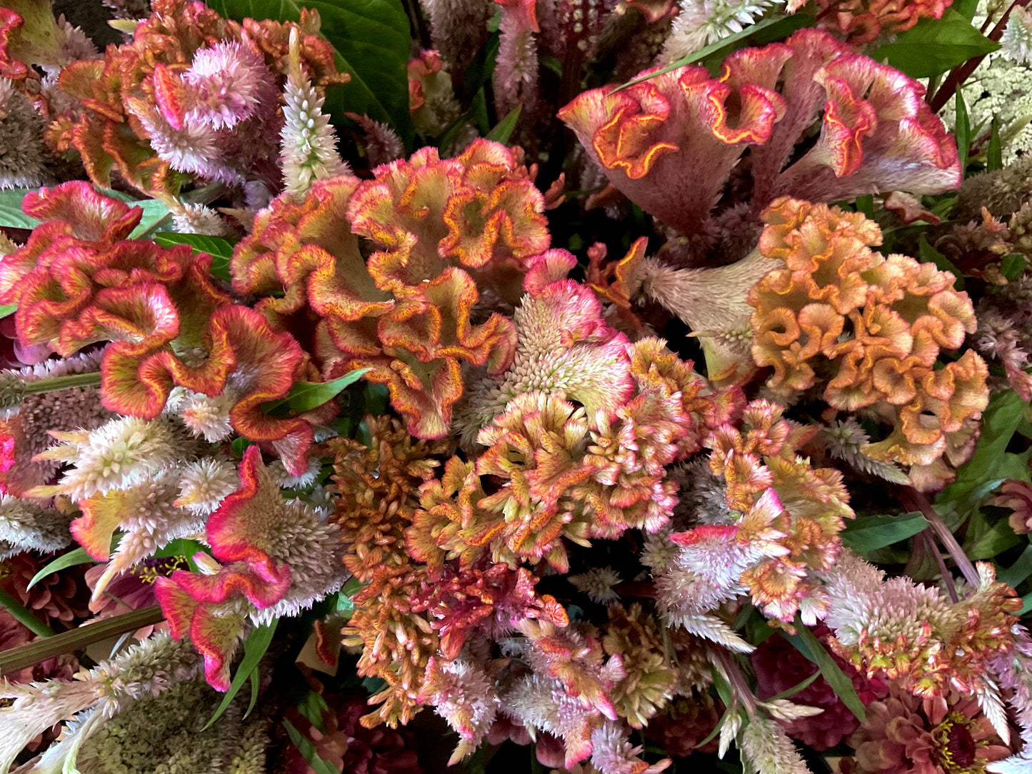 Celosia Mix - OMG Selection - (100x seeds)