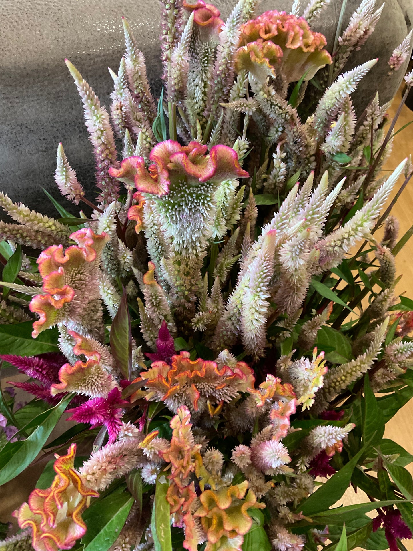 Celosia Mix - OMG Selection - (100x seeds)
