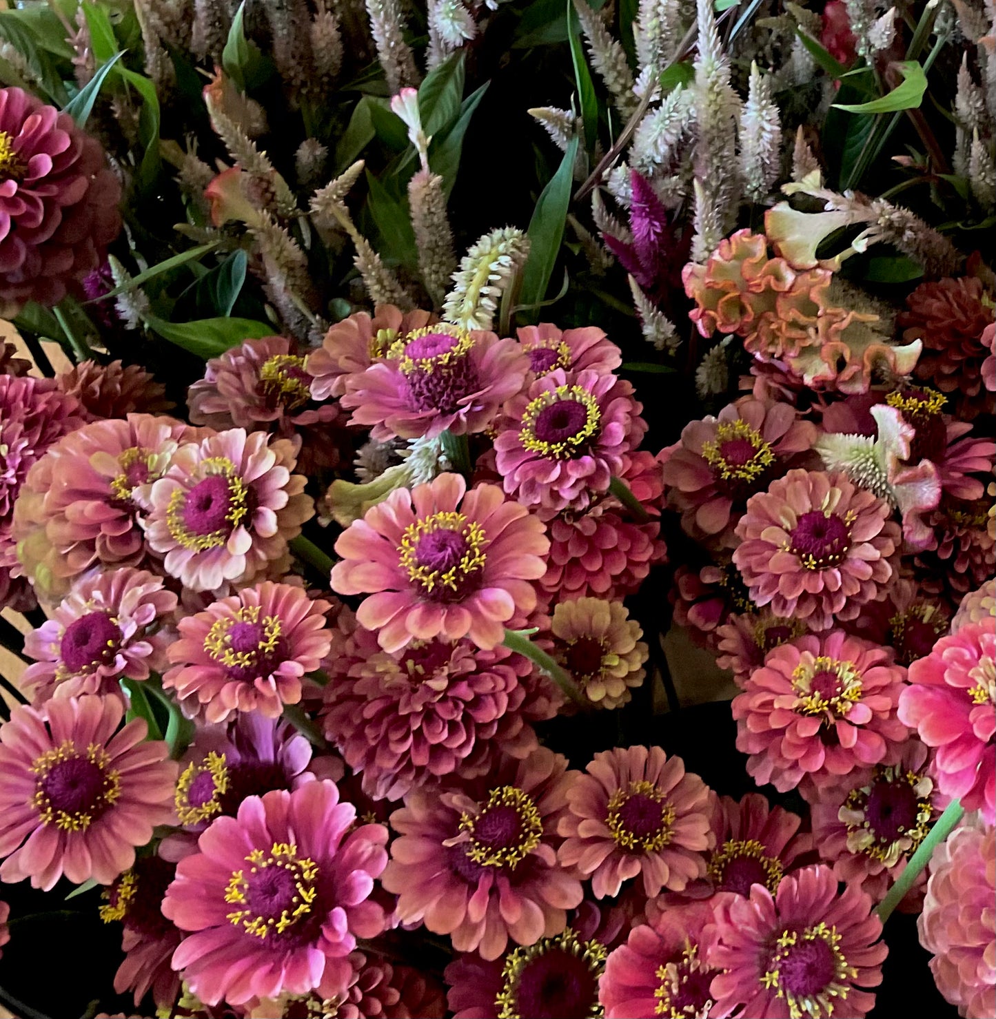 Zinnia Queen Lime Red antique rose dusty lime bloom close up Australia