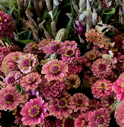 Zinnia Queen Lime Red antique rose dusty lime bloom close up Australia