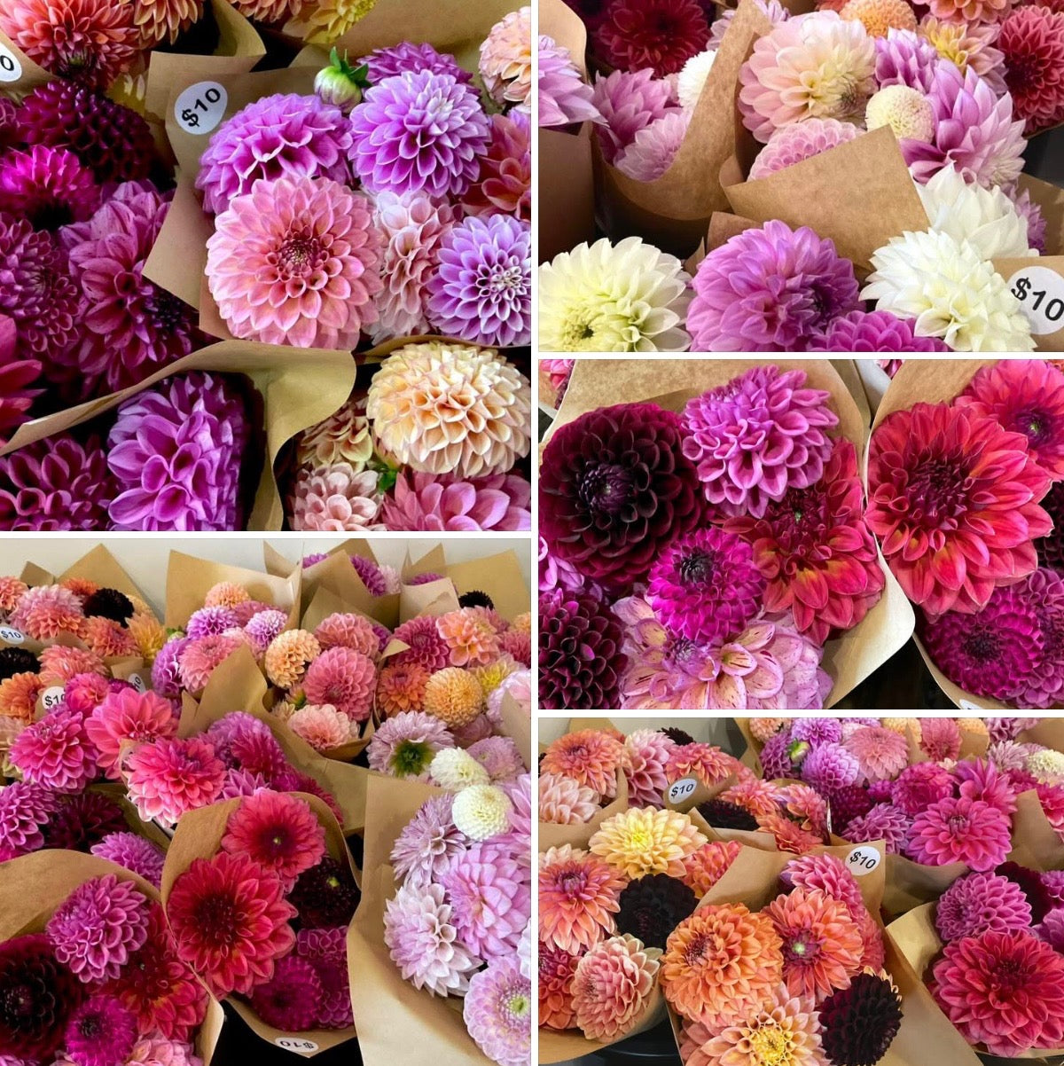 Dahlia Seeds - OMG Mystery Mix - (10x seeds)