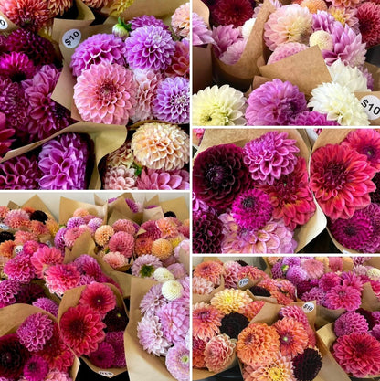 Dahlia Seeds - OMG Mystery Mix - (10x seeds)