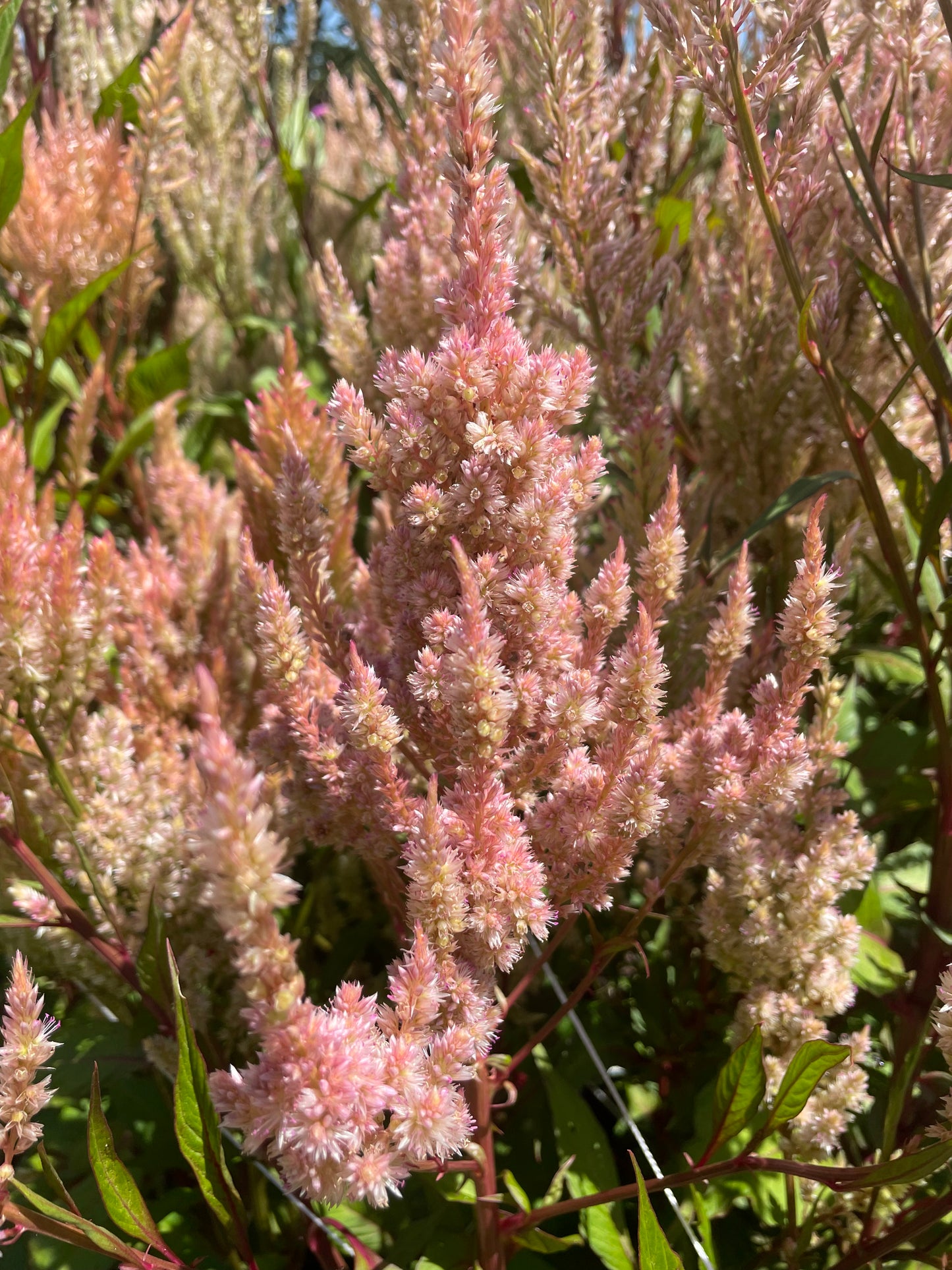 Celosia Mix - OMG Selection - (100x seeds)