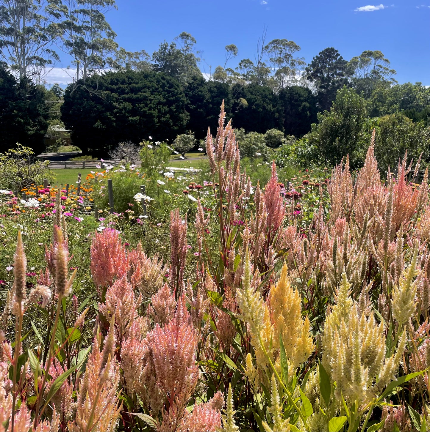 Celosia Mix - OMG Selection - (100x seeds)