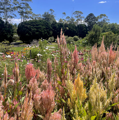 Celosia Mix - OMG Selection - (100x seeds)