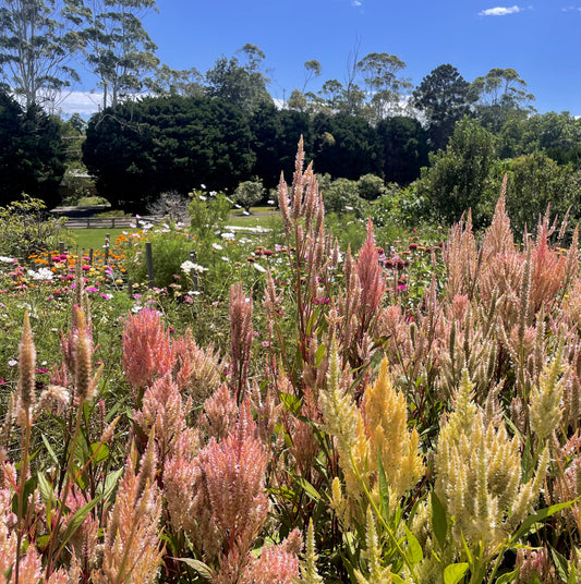 Celosia Mix - OMG Selection - (100x seeds)