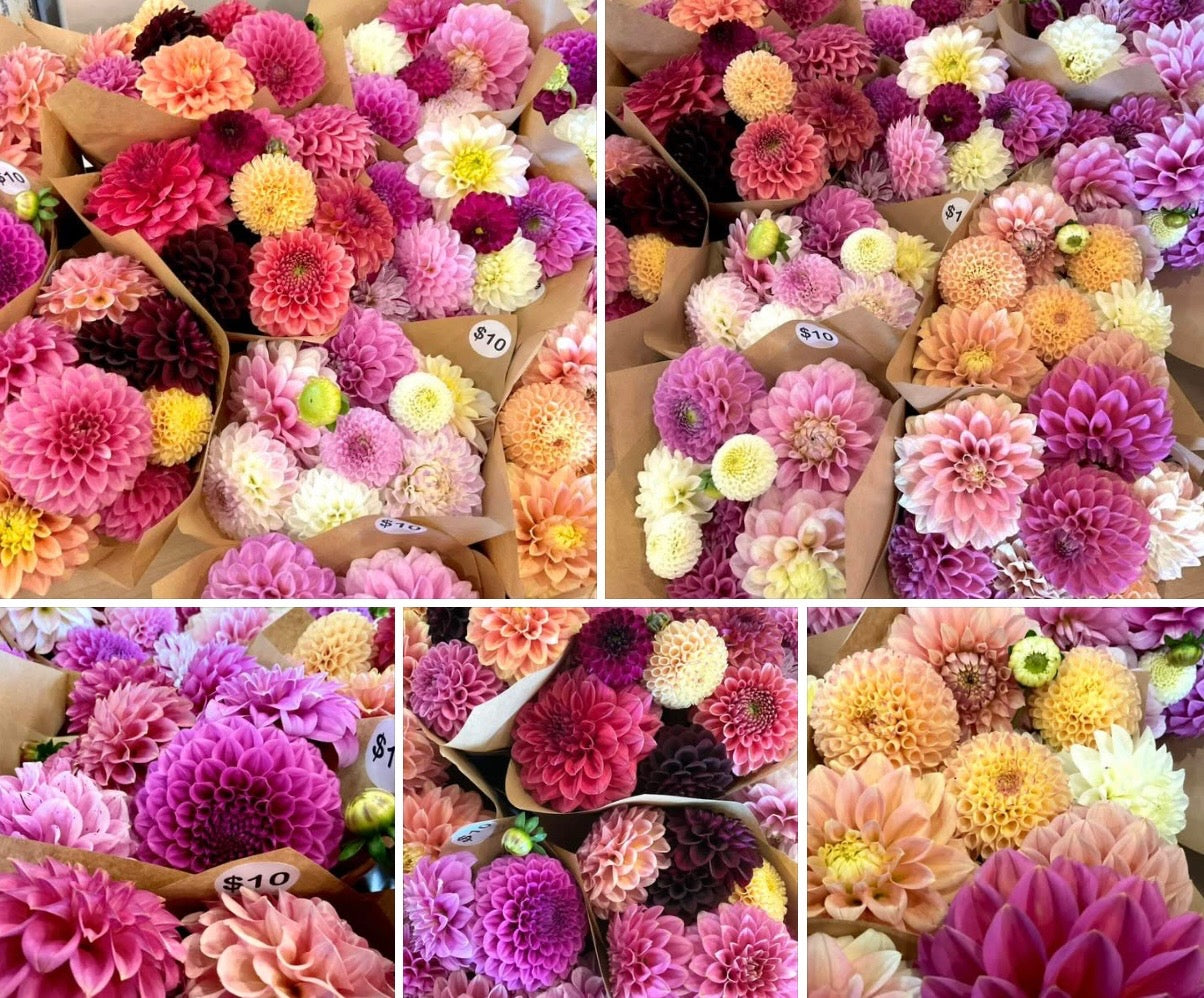 OMG Mystery Mix dahlia seeds open-pollinated mixed cut flower varieties Queensland Australia