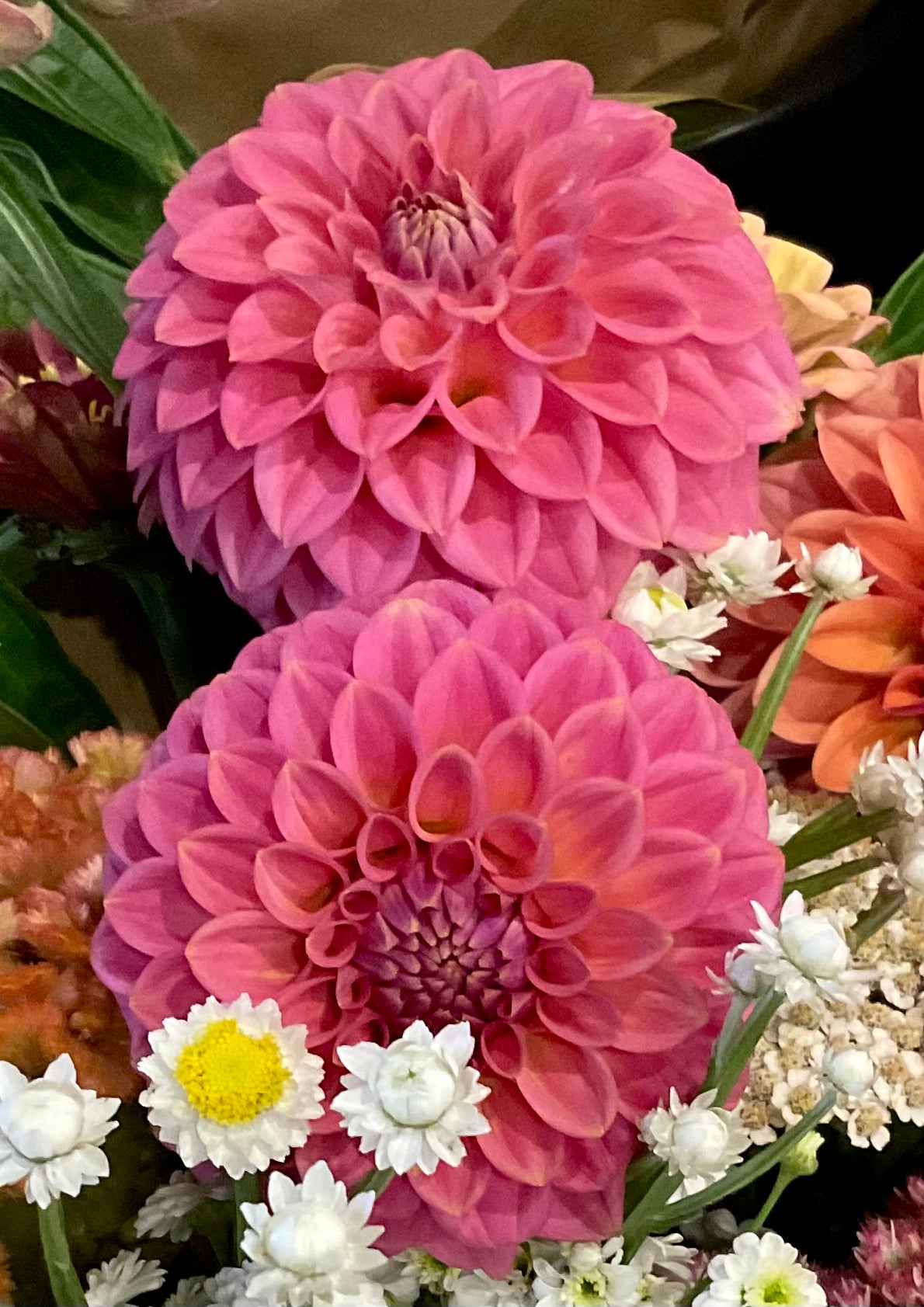 Florelie Flamingo dahlia miniature decorative warm pink peach blooms tall plant strong stems
