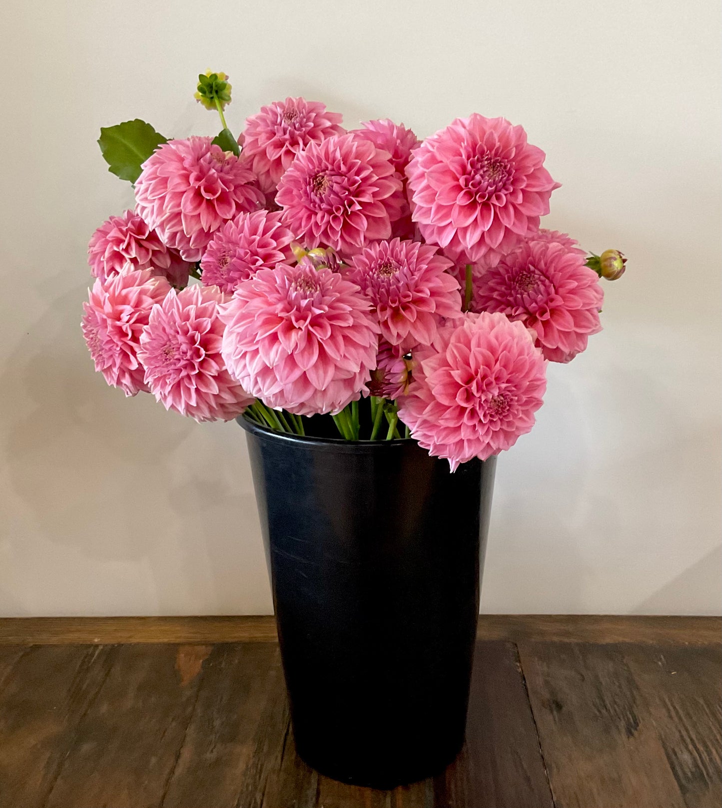 Dahlia Seeds - Devon 'Salmon' x Open Pollinated - (10x seeds)