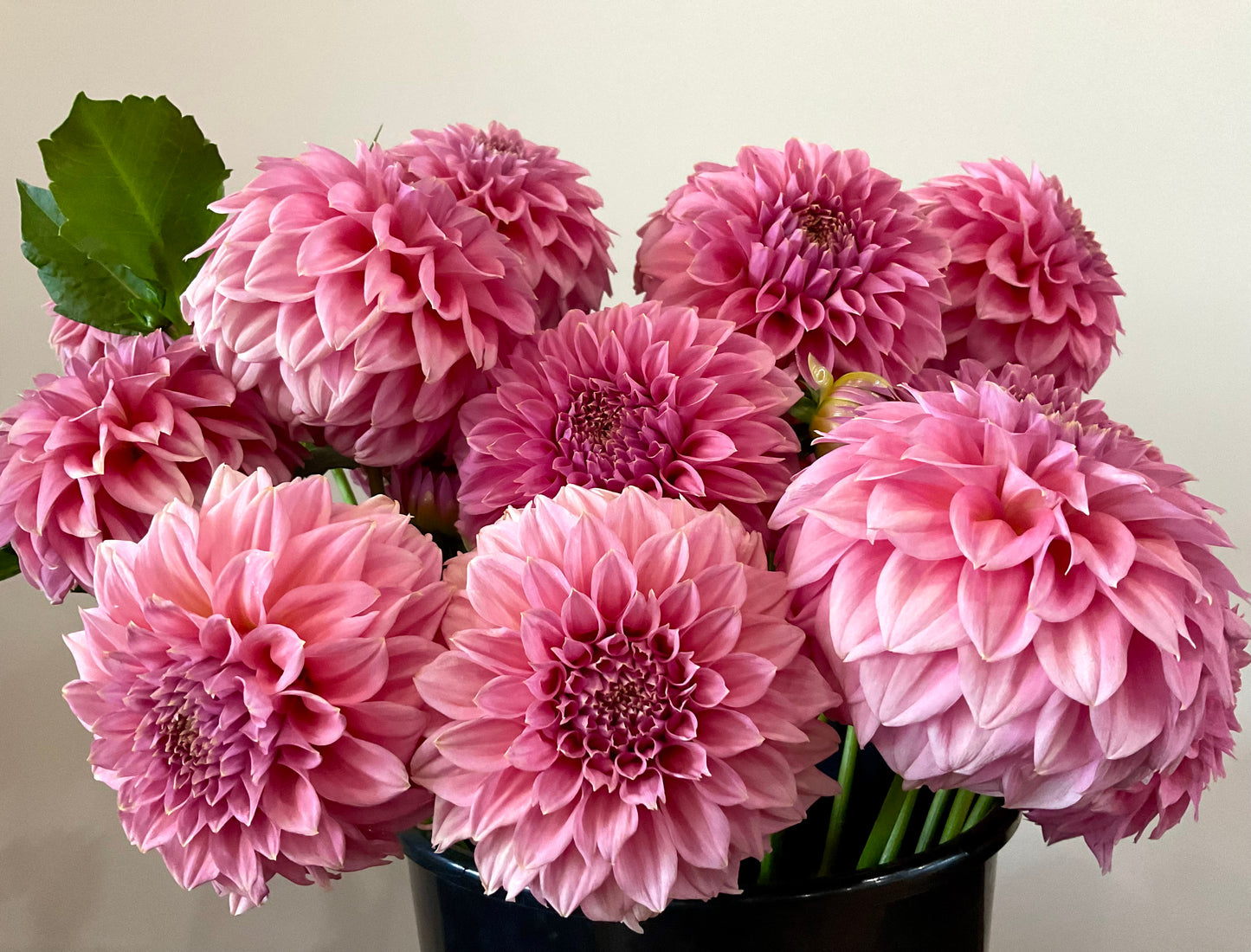 Dahlia Seeds - Devon 'Salmon' x Open Pollinated - (10x seeds)
