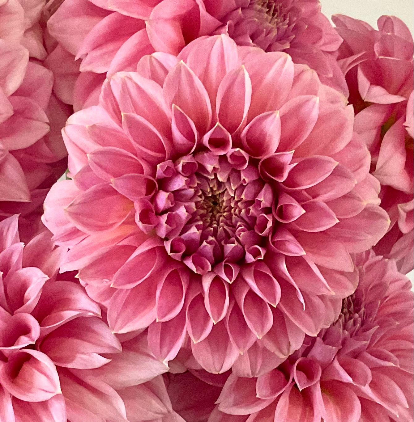 Devon Salmon miniature decorative dahlia dusty salmon pink bloom closeup Tamborine Mountain QLD