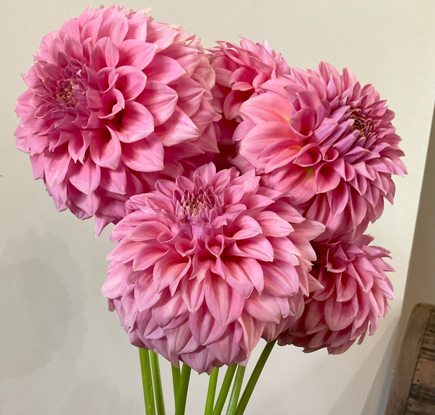 Dahlia Seeds - Devon 'Salmon' x Open Pollinated - (10x seeds)