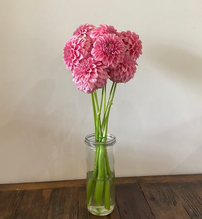 Devon Salmon dusty pink dahlia single variety vase arrangement Our Mountain Garden Tamborine Mountain