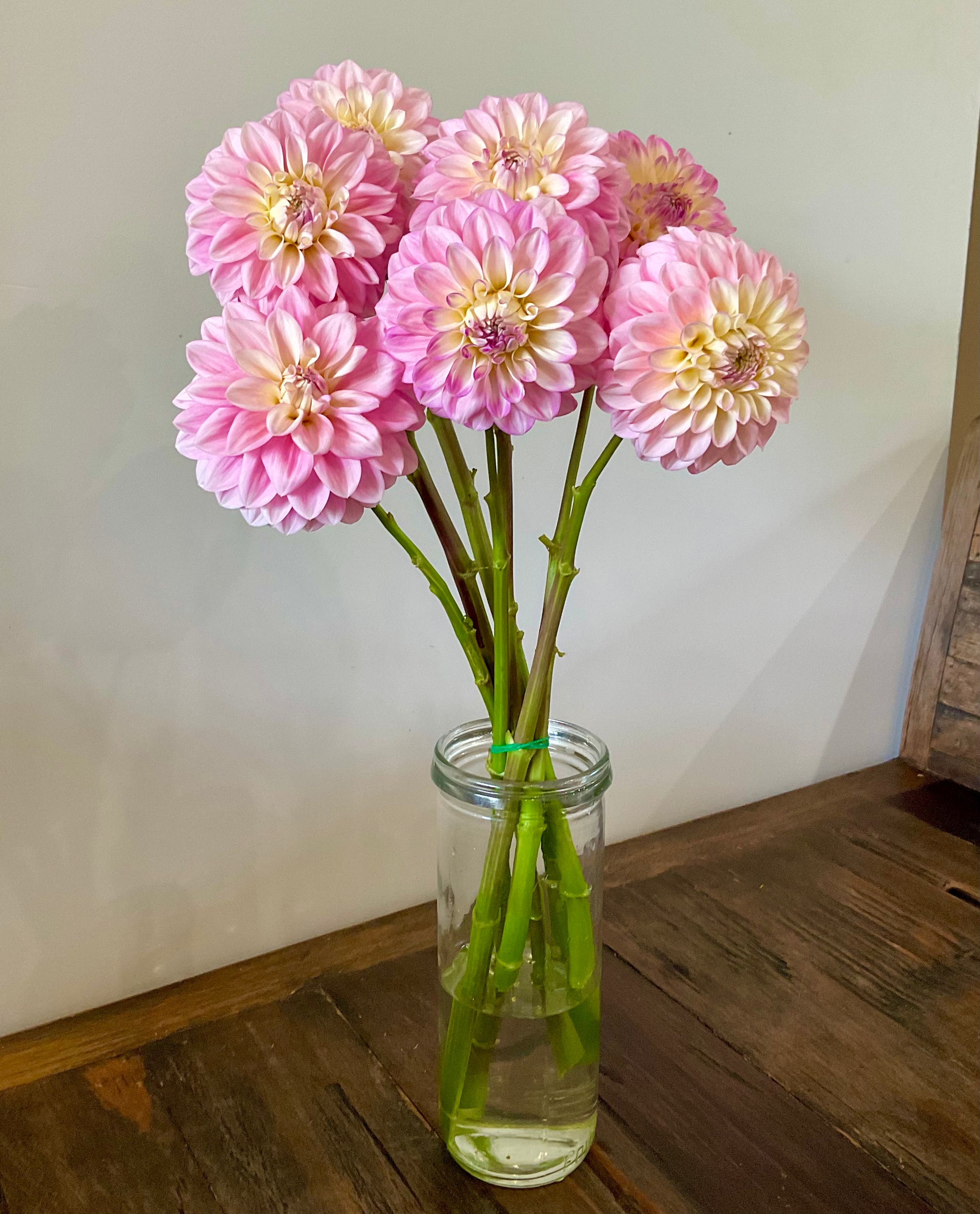 Florelie Pirouette pale pink dahlia single variety vase arrangement Our Mountain Garden Tamborine Mountain