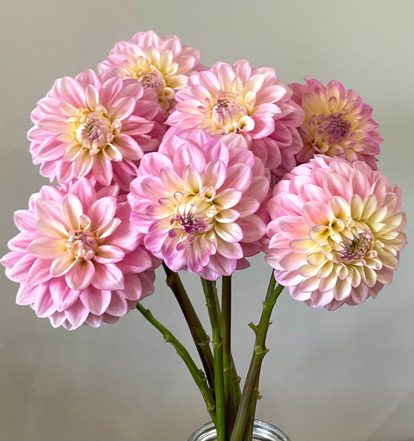 Dahlia Seeds - Florelie 'Pirouette' x Open Pollinated - (10x seeds)
