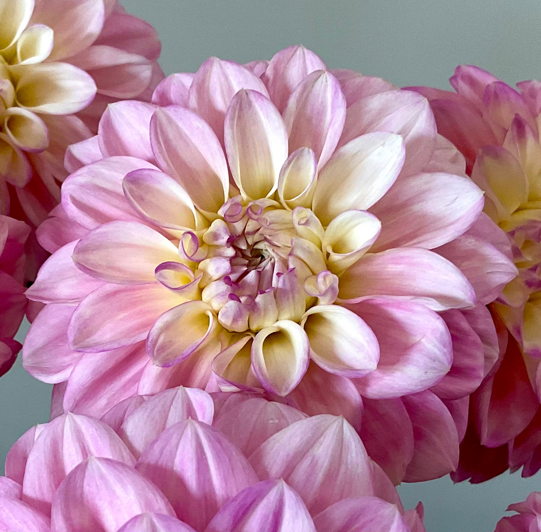 Florelie Pirouette pale pink decorative dahlia bloom closeup Tamborine Mountain QLD