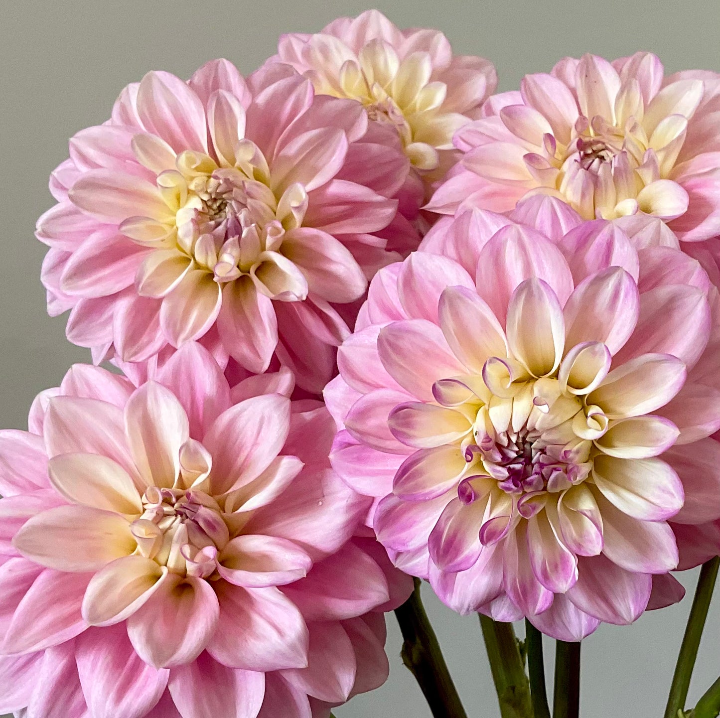 Dahlia Seeds - Florelie 'Pirouette' x Open Pollinated - (10x seeds)