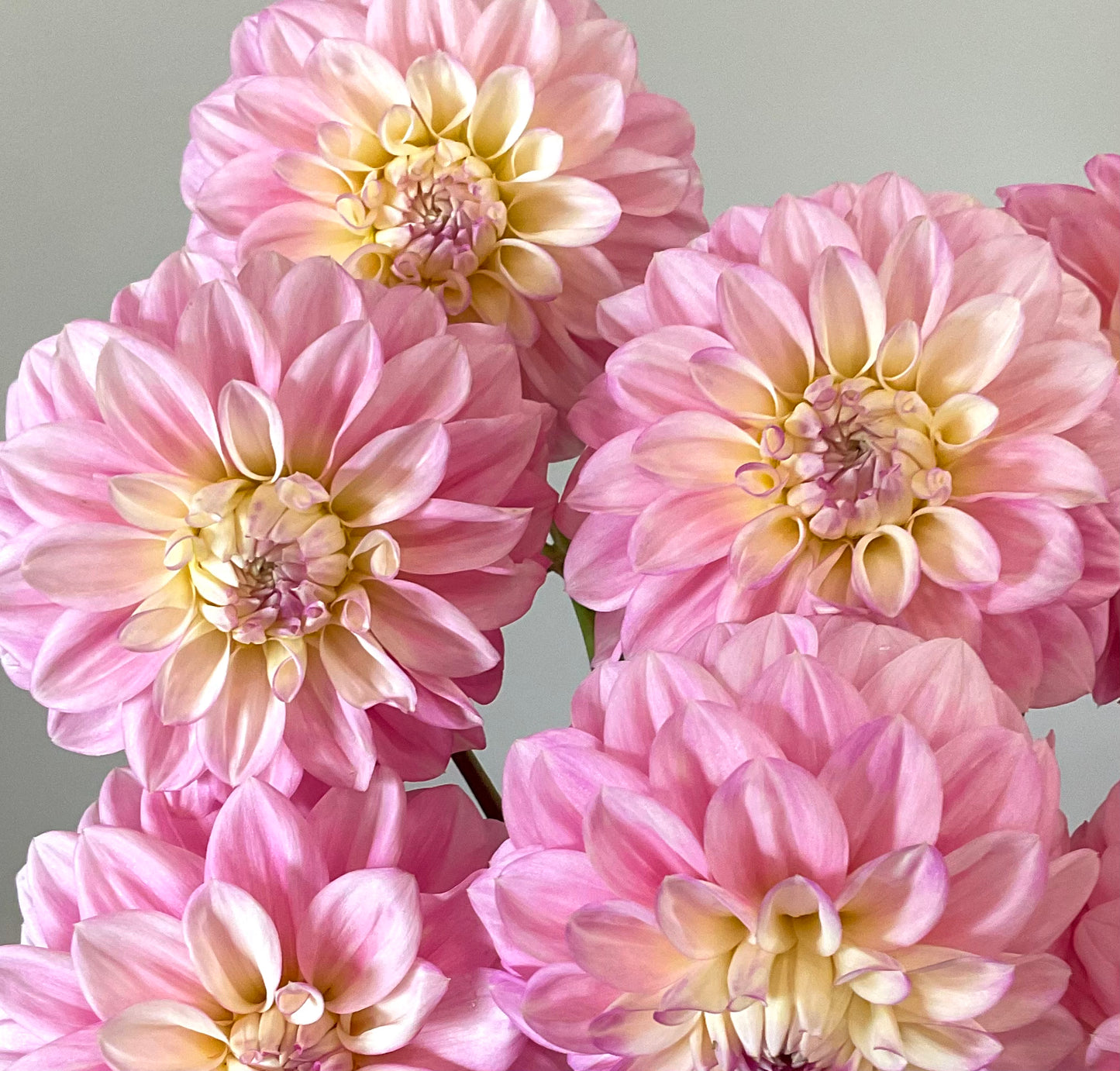 Dahlia Seeds - Florelie 'Pirouette' x Open Pollinated - (10x seeds)