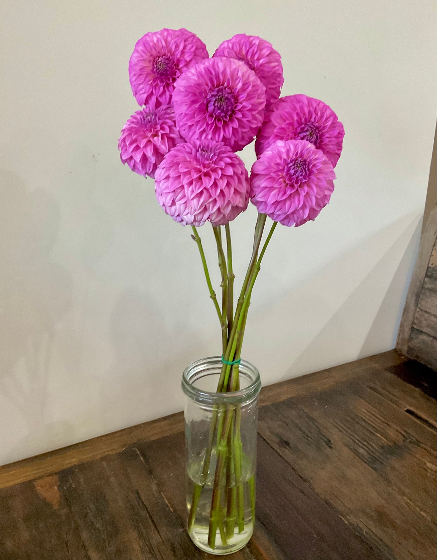 Dahlia Seeds - Bracken 'Sequel' x Open Pollinated - (10x seeds)