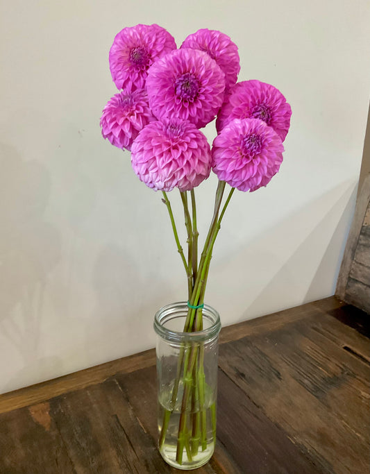 Dahlia Seeds - Bracken 'Sequel' x Open Pollinated - (10x seeds)