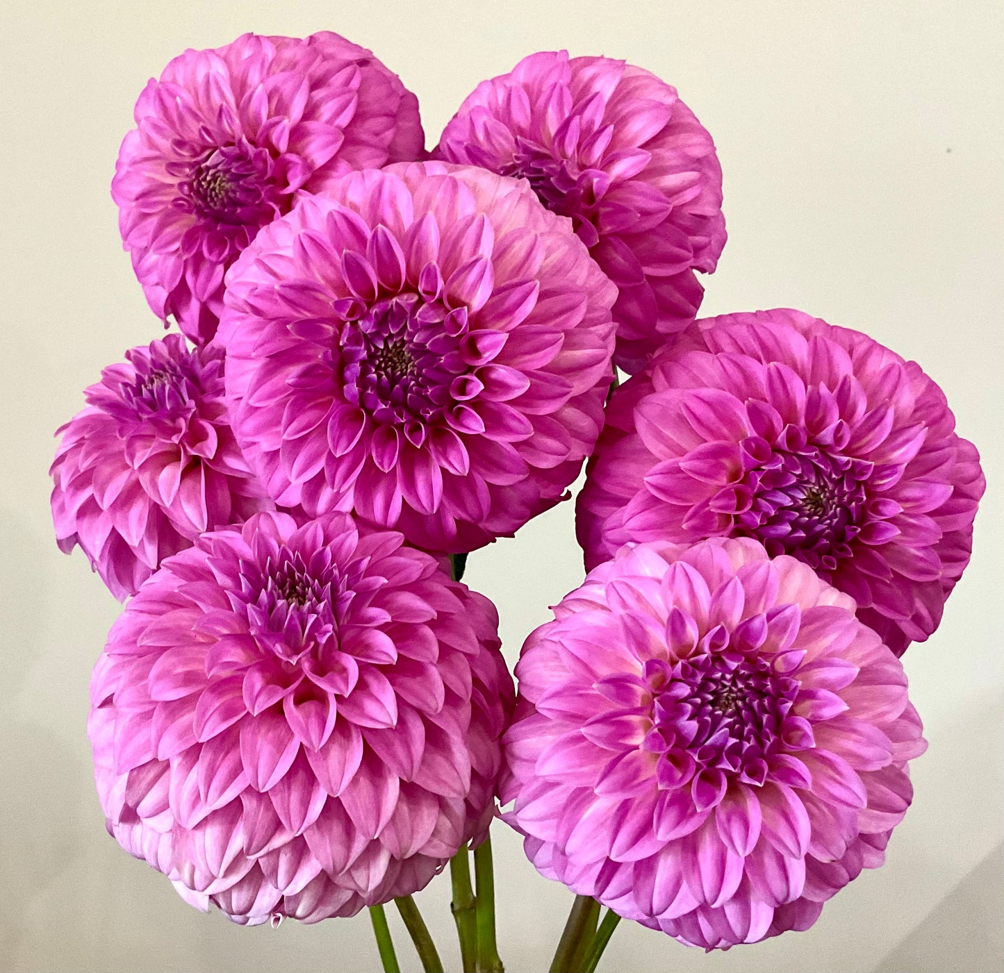 Dahlia Glenmarc Skye miniature decorative lavender bloom closeup Tamborine Mountain QLD