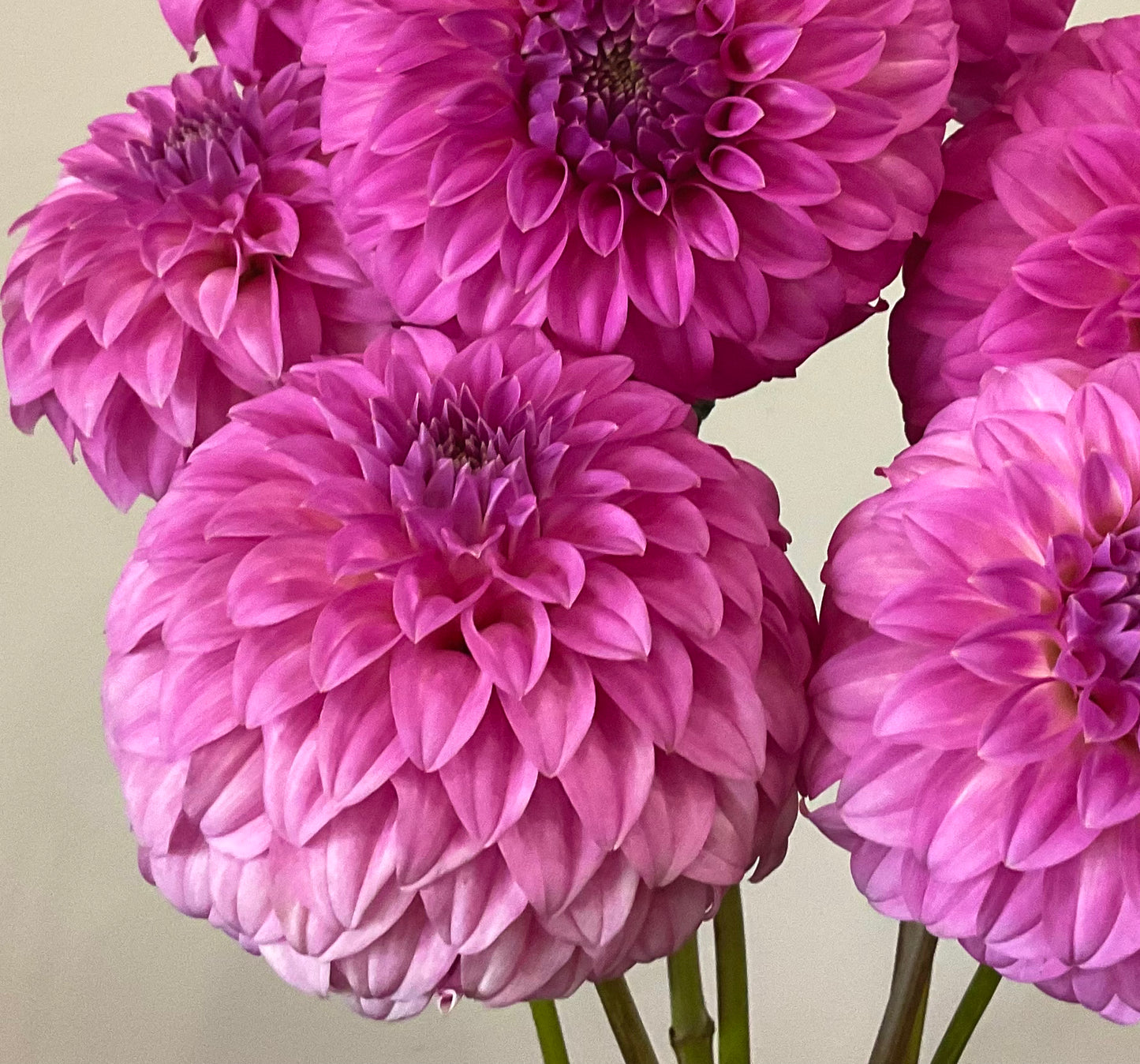 Dahlia Seeds - Bracken 'Sequel' x Open Pollinated - (10x seeds)
