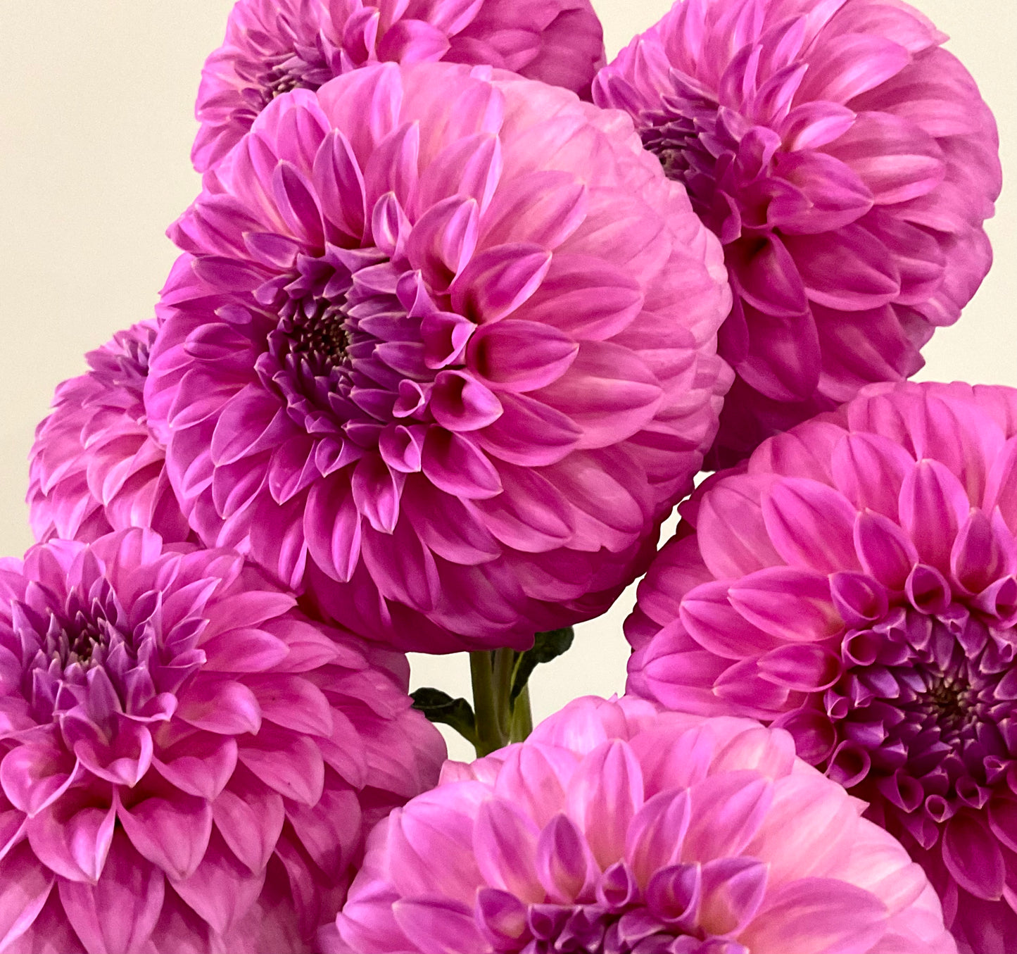 Dahlia Seeds - Bracken 'Sequel' x Open Pollinated - (10x seeds)