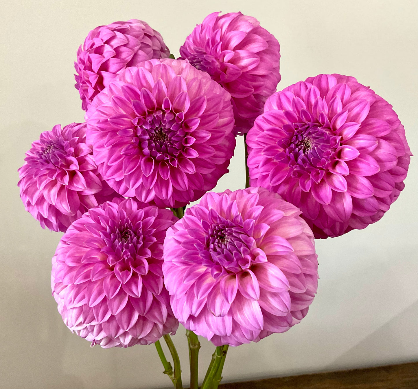 Dahlia Seeds - Bracken 'Sequel' x Open Pollinated - (10x seeds)