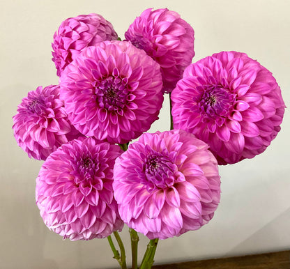 Dahlia Seeds - Bracken 'Sequel' x Open Pollinated - (10x seeds)