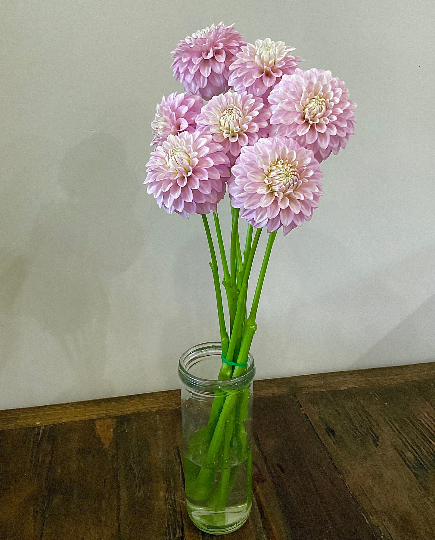 Dahlia Seeds - 'Glenmarc Skye' x Open Pollinated - (10x seeds)