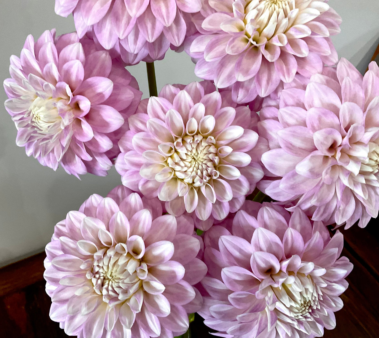 Dahlia Seeds - 'Glenmarc Skye' x Open Pollinated - (10x seeds)