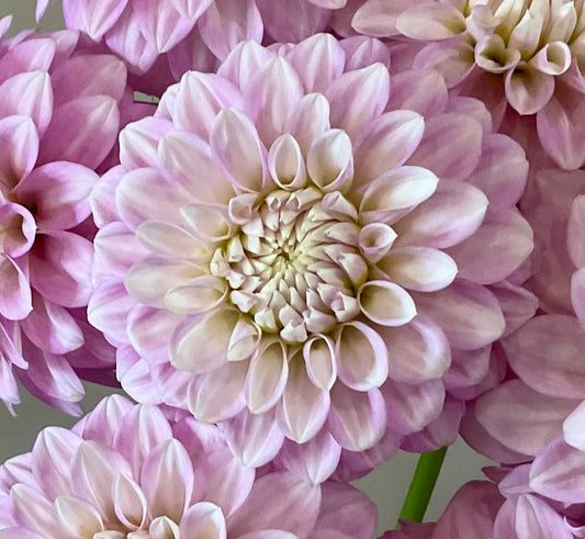 Dahlia Glenmarc Skye miniature decorative lavender bloom closeup Tamborine Mountain QLD