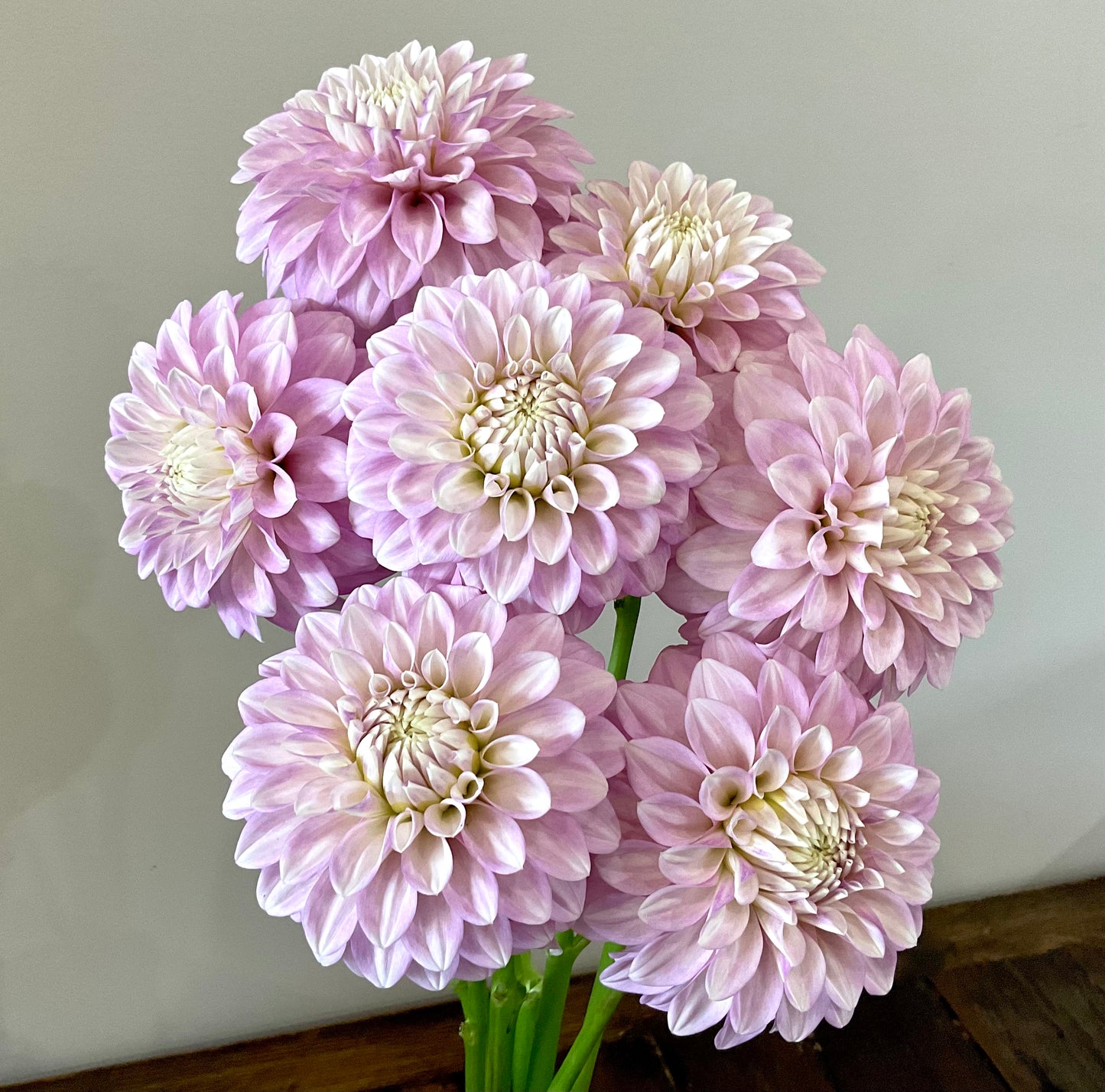 Dahlia Seeds - 'Glenmarc Skye' x Open Pollinated - (10x seeds)