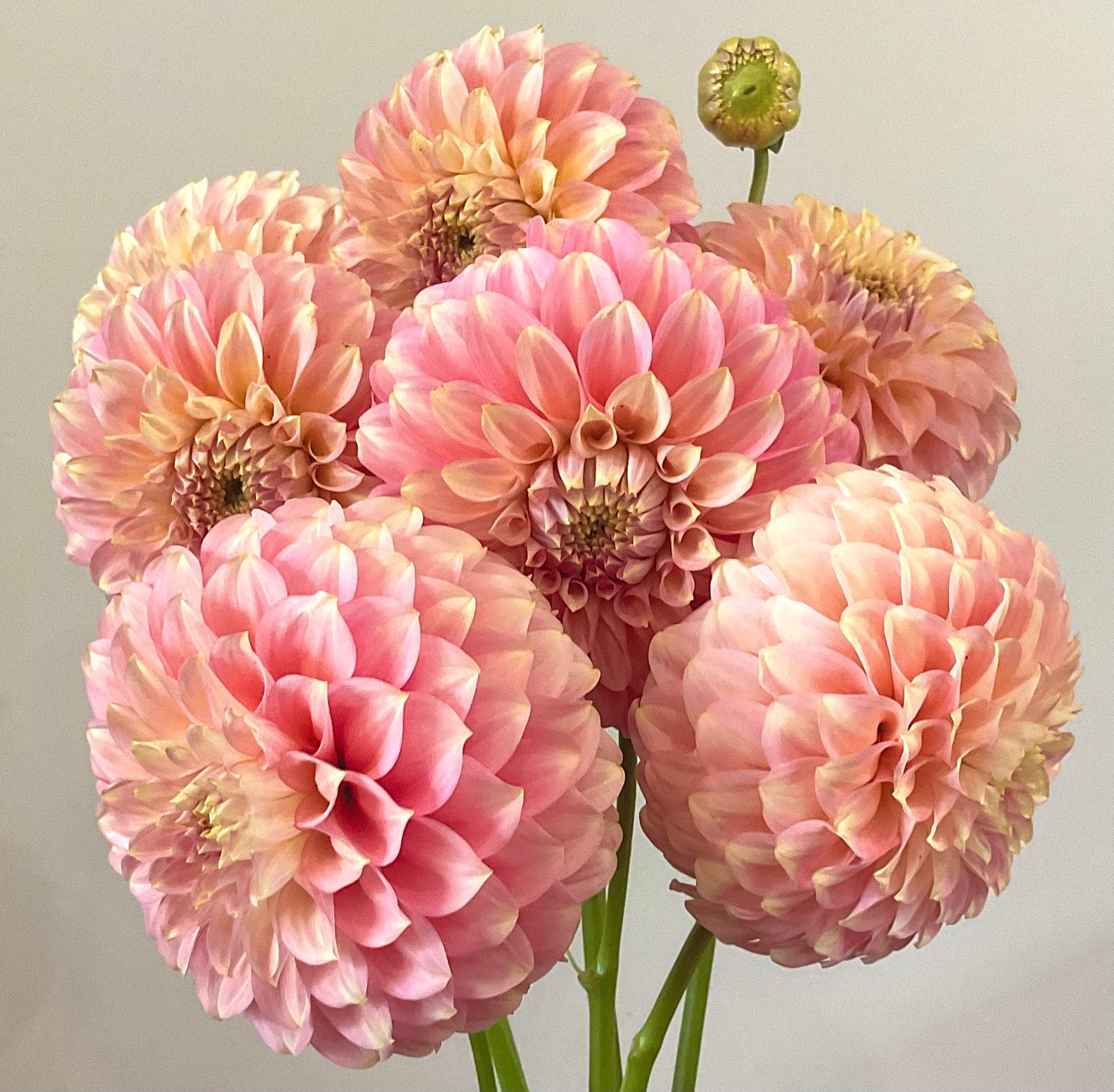 Dahlia Seeds - Coorabell 'Jessie' x Open Pollinated - (10x seeds)