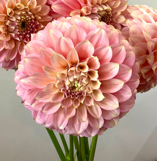 Dahlia Coorabell Jessie decorative salmon pink bloom closeup Tamborine Mountain QLD