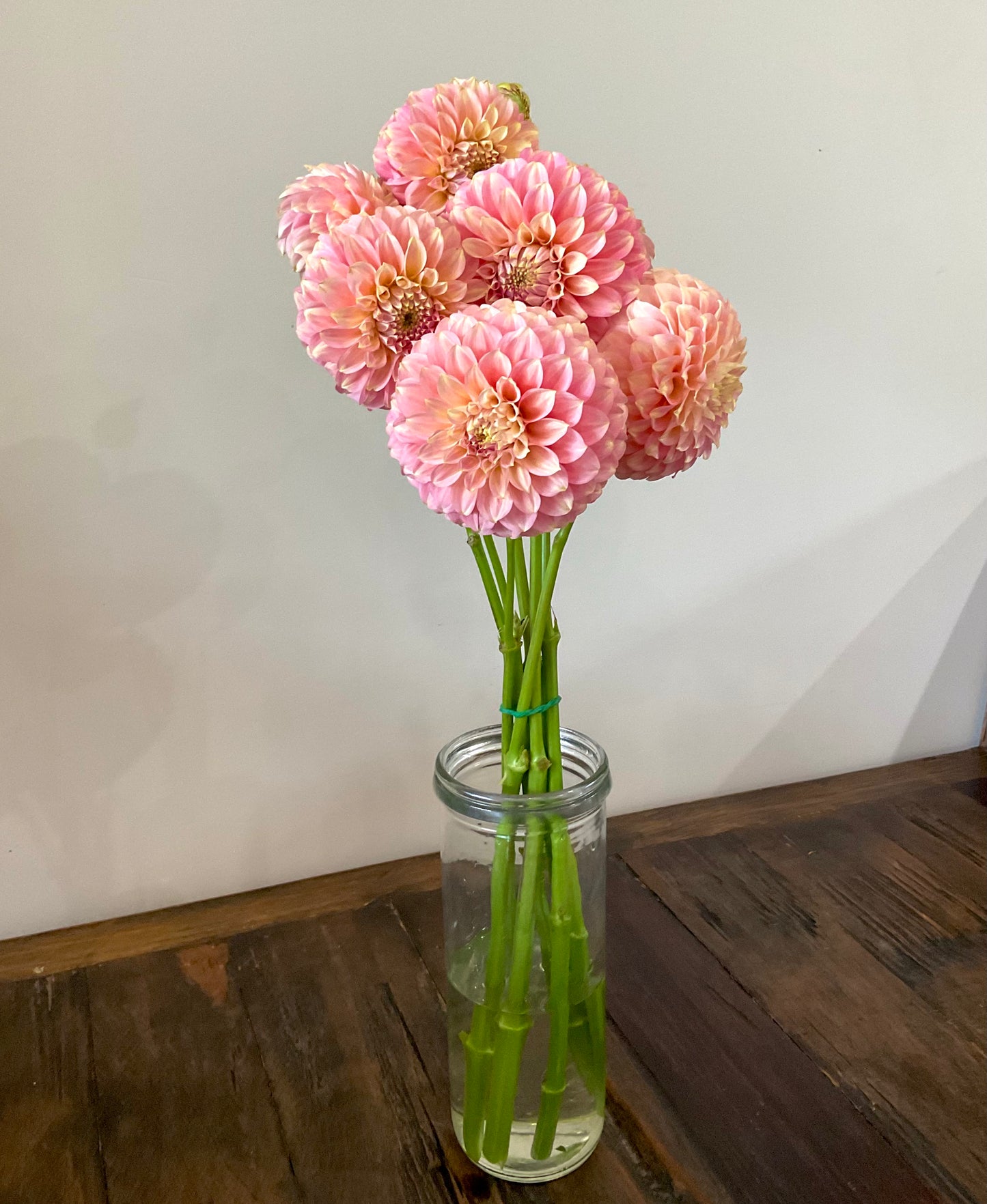 Coorabell Jessie apricot peach dahlia early season bloom