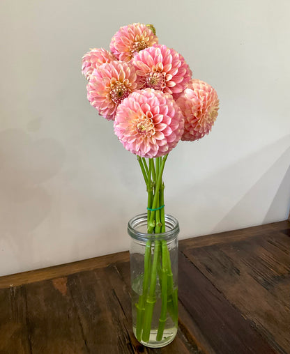 Coorabell Jessie apricot peach dahlia early season bloom